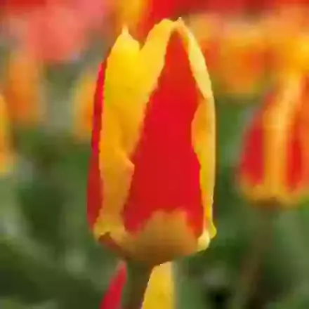 Stresa